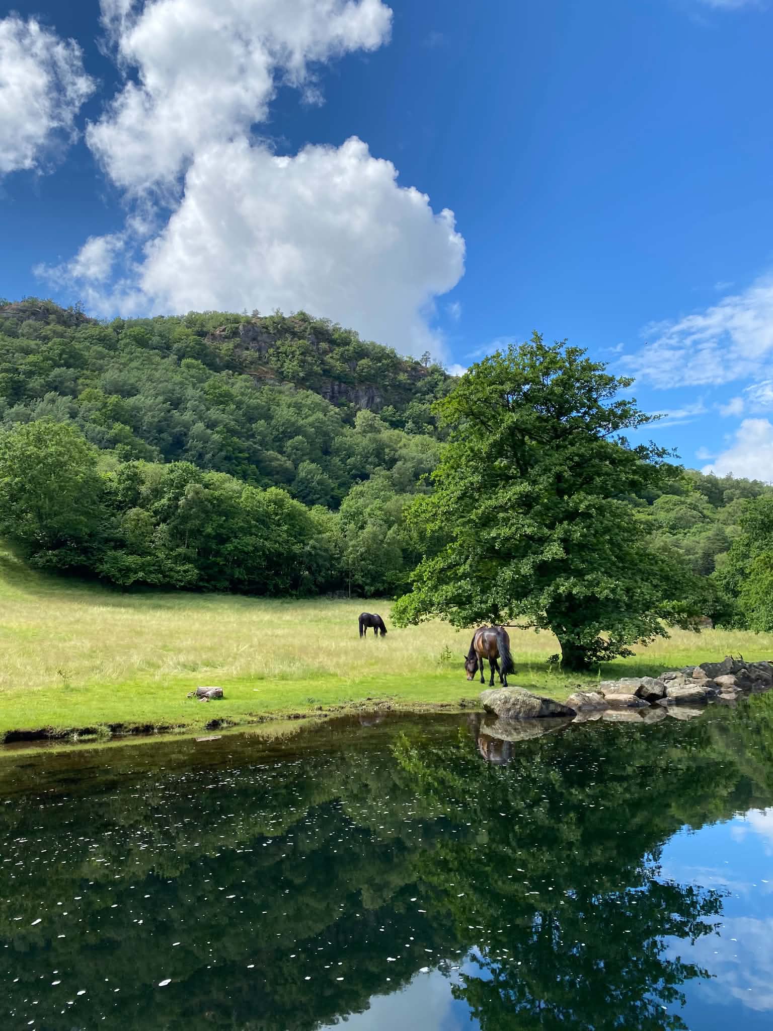 Hest i Farsund